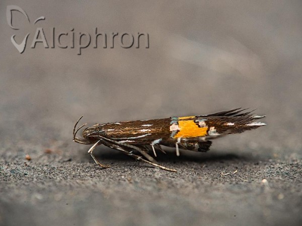 Cosmopterix feminella