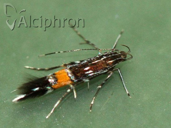 Cosmopterix feminella