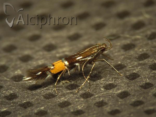 Cosmopterix feminella
