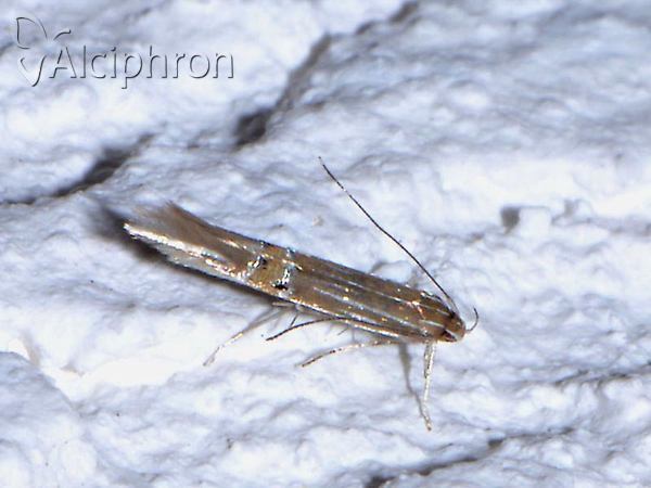 Cosmopterix lienigiella