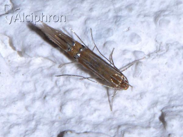 Cosmopterix lienigiella