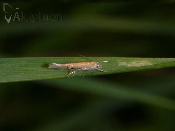 Cosmopterix lienigiella