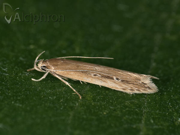 Limnaecia phragmitella