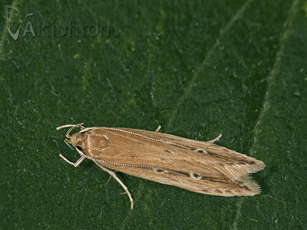 Limnaecia phragmitella