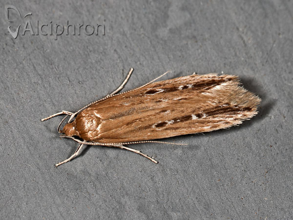 Limnaecia phragmitella