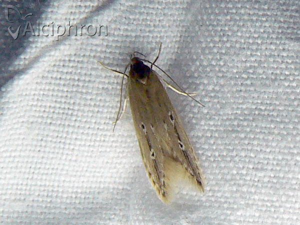 Limnaecia phragmitella