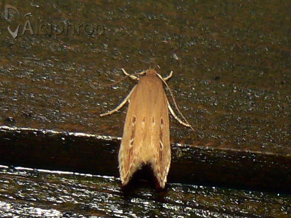 Limnaecia phragmitella