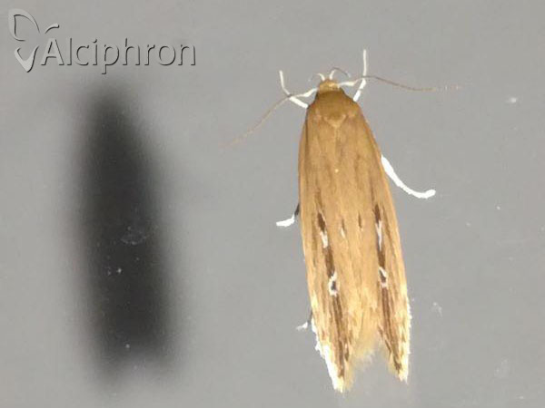 Limnaecia phragmitella