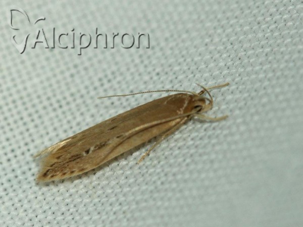 Limnaecia phragmitella