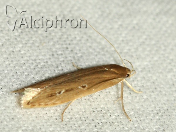 Limnaecia phragmitella