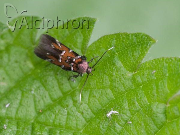 Pancalia leuwenhoekella