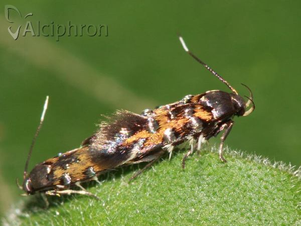 Pancalia leuwenhoekella