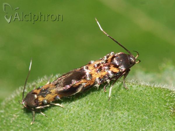 Pancalia leuwenhoekella