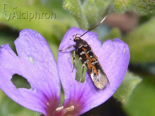 Pancalia leuwenhoekella