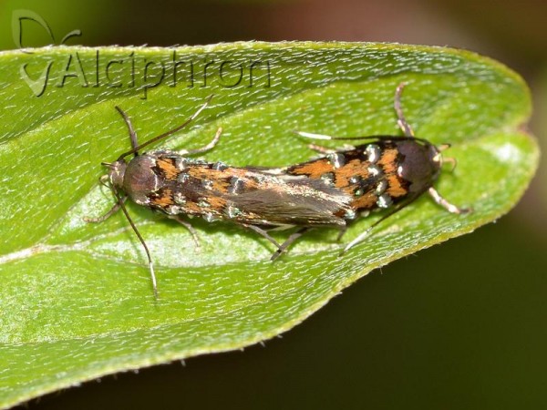 Pancalia leuwenhoekella