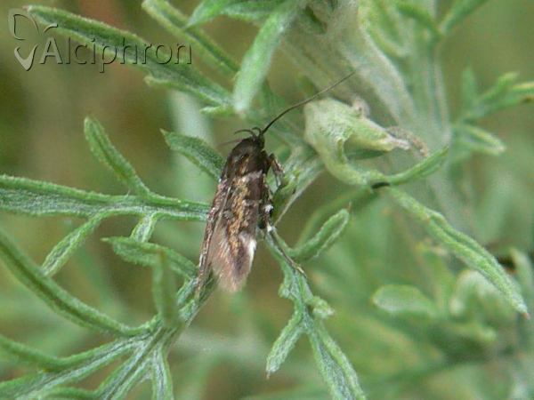 Pancalia schwarzella