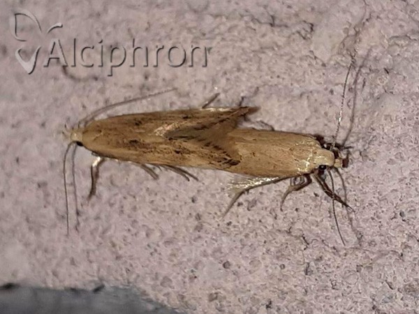 Sitotroga cerealella