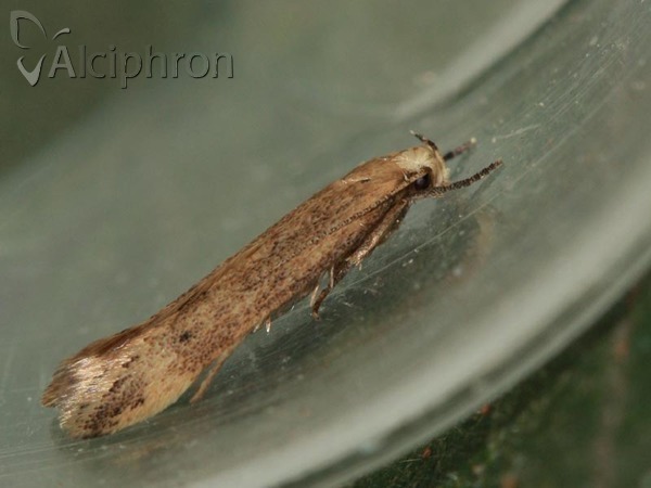 Sitotroga cerealella