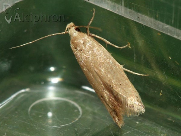 Sitotroga cerealella