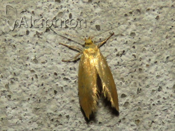 Sitotroga cerealella