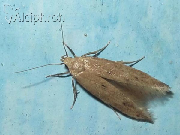 Sitotroga cerealella