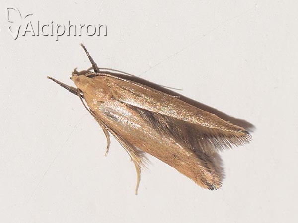 Sitotroga cerealella