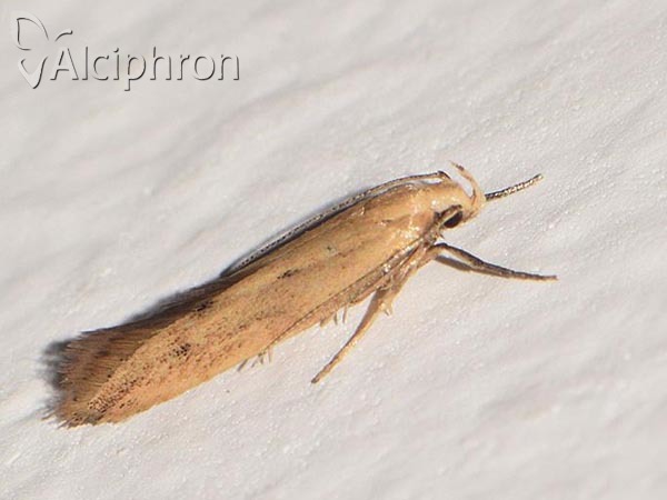 Sitotroga cerealella