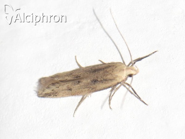 Sitotroga cerealella