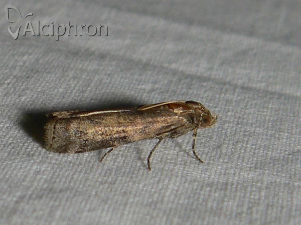 Pexicopia malvella
