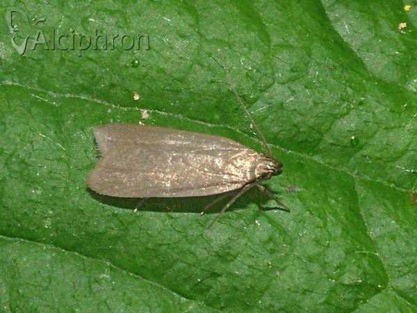 Acompsia cinerella