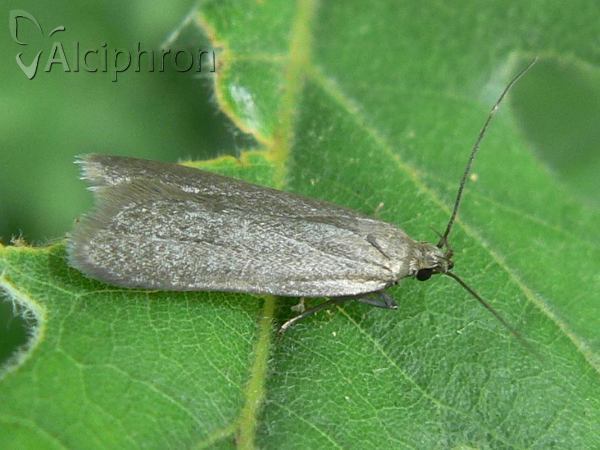 Acompsia cinerella