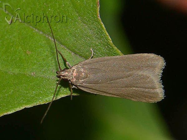 Acompsia cinerella
