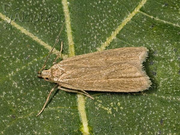 Acompsia cinerella