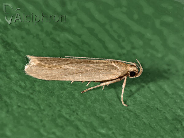 Acompsia cinerella