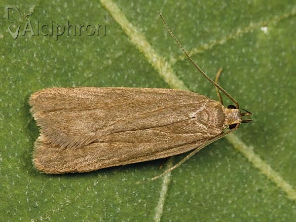 Acompsia cinerella