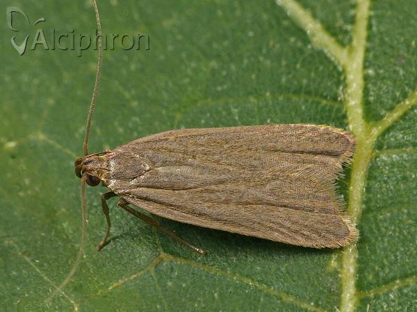 Acompsia cinerella