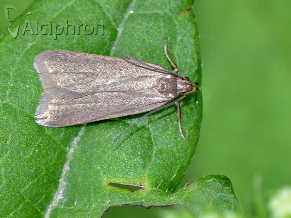 Acompsia cinerella