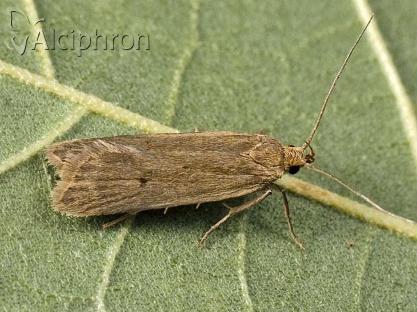 Acompsia tripunctella