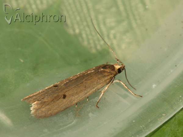 Acompsia tripunctella