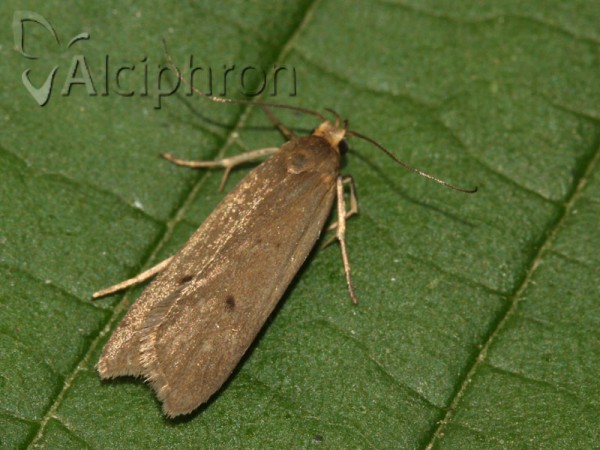 Acompsia tripunctella