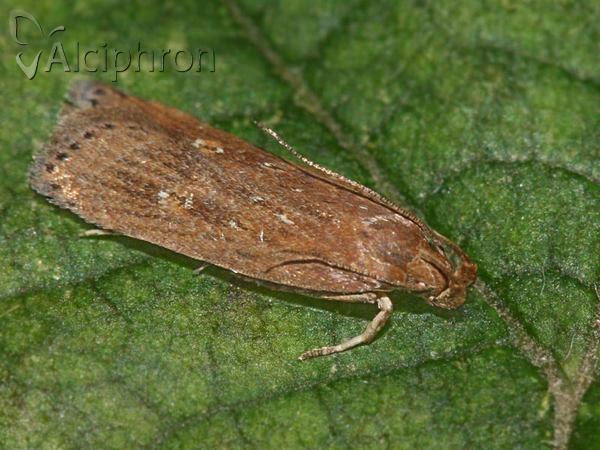 Helcystogramma triannulella