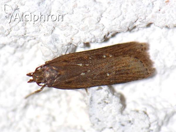 Helcystogramma triannulella