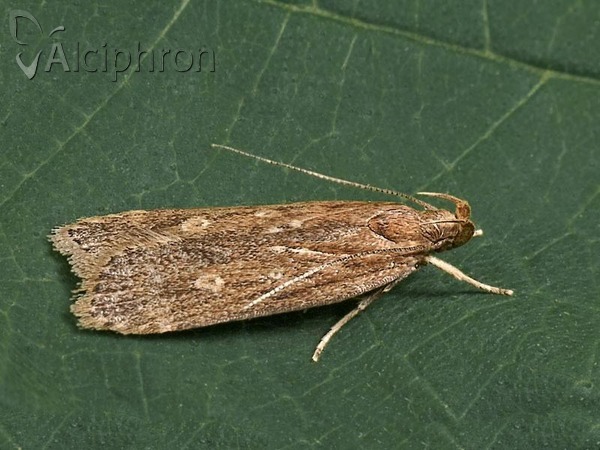 Helcystogramma triannulella