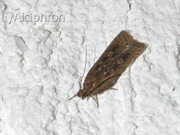Helcystogramma triannulella