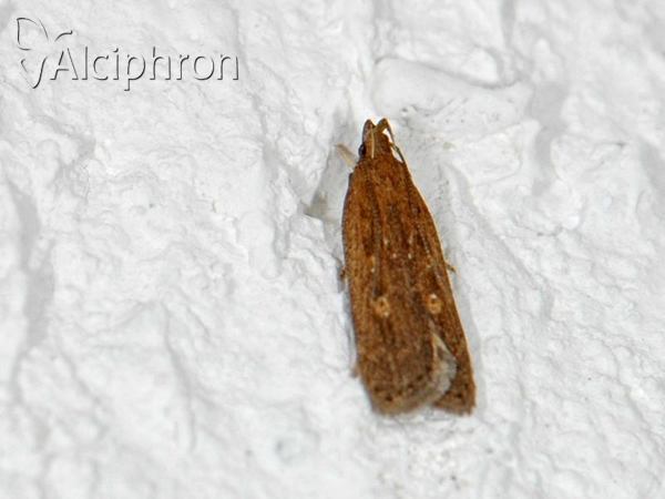 Helcystogramma triannulella