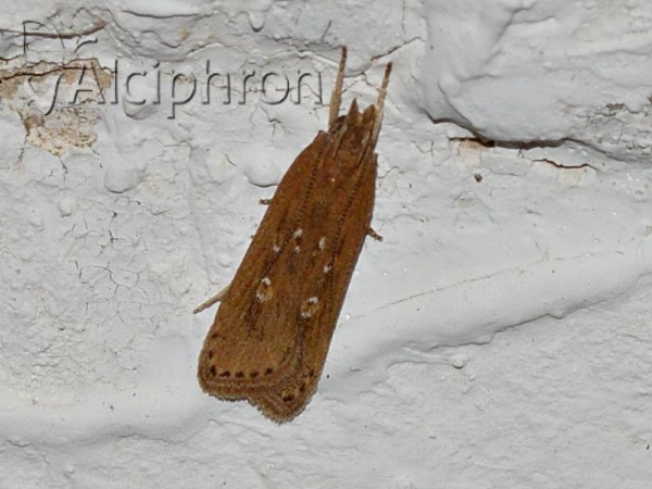 Helcystogramma triannulella