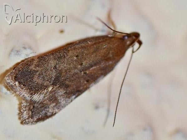 Helcystogramma lutatella