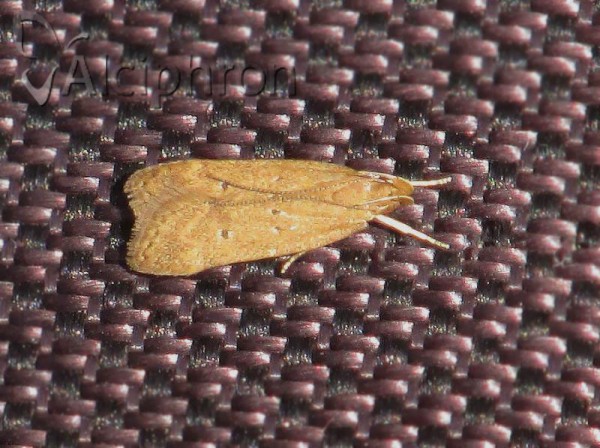 Helcystogramma lutatella