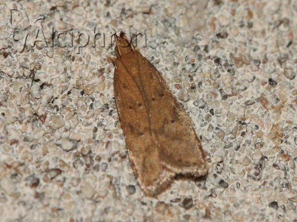 Helcystogramma lutatella