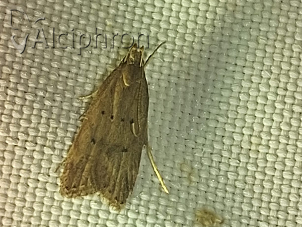 Helcystogramma lutatella